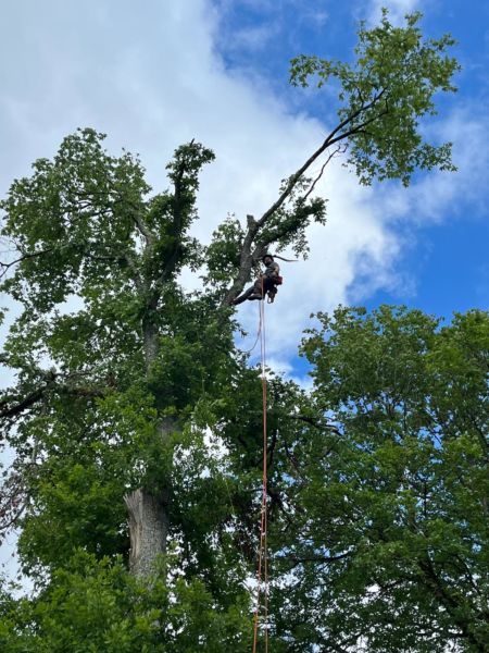 Taille d&rsquo;un chêne (suite à une tempête de vent), notamment sur des ruptures partielles de branches dangereuses au dessus d&rsquo;un chemin passant.