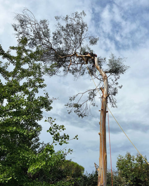 Démontage d&rsquo;un eucalyptus ayant subit de nombreuses ruptures de branches impactant sa tenue mécanique. Technique de démontage par tyrolienne freinée pour préserver le Ginkgo biloba en dessous