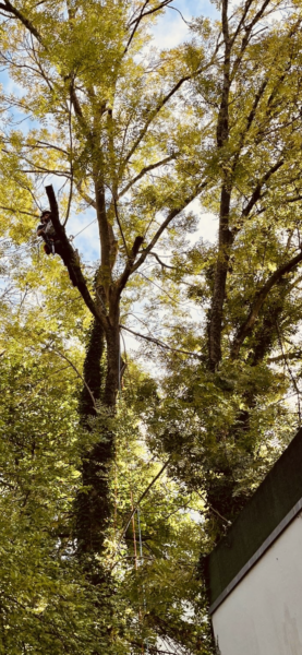 Relevé de couronne d&rsquo;un Frêne au dessus d&rsquo;un garage avec technique de rétention des branches