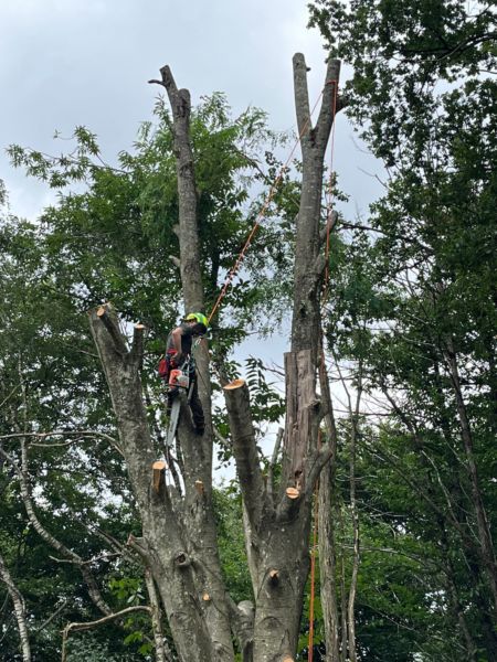 Démontage d&rsquo;un hêtre à l&rsquo;assise racinaire présentant un risque mécanique irréversible. Le penchant de l&rsquo;arbre est orienté vers la maison à proximité. L&rsquo;abattage était malheureusement inévitable.