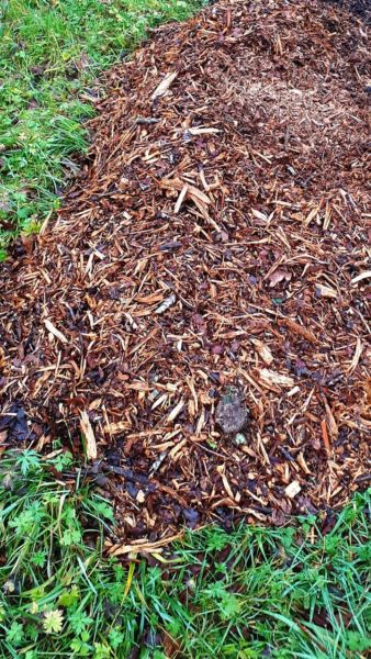 <strong>Du broyat de branches</strong> <em></em><br /></p><p>